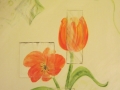 Tulpen hinter Glasscherben